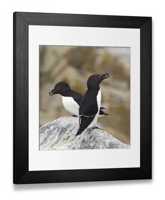 Framed Print : Razorbills Framed Print : Razorbills