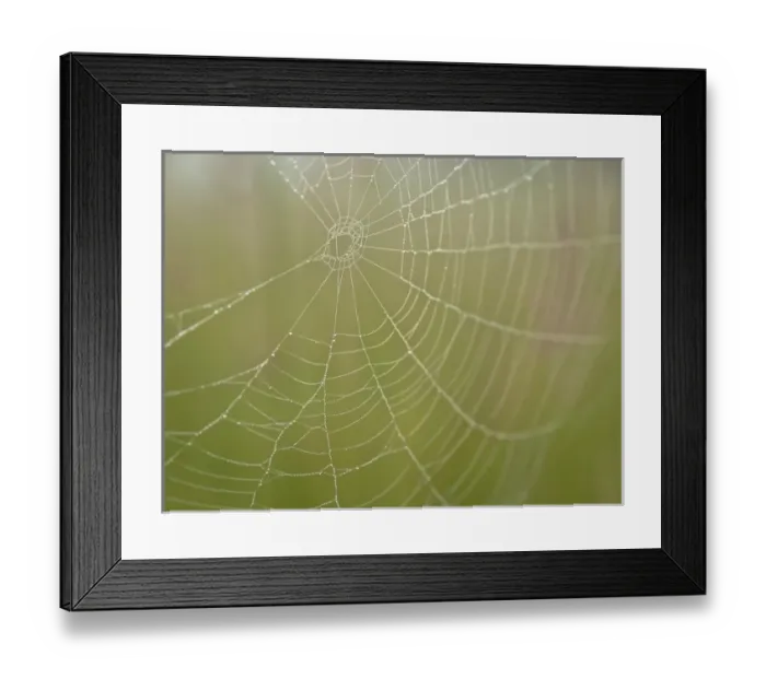 Framed Print : Spider web, Maine