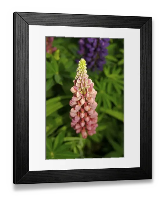 Framed Print : USA, Massachusetts, Shelburne Falls. Flowers on Shelburnes Bridge of Flowers