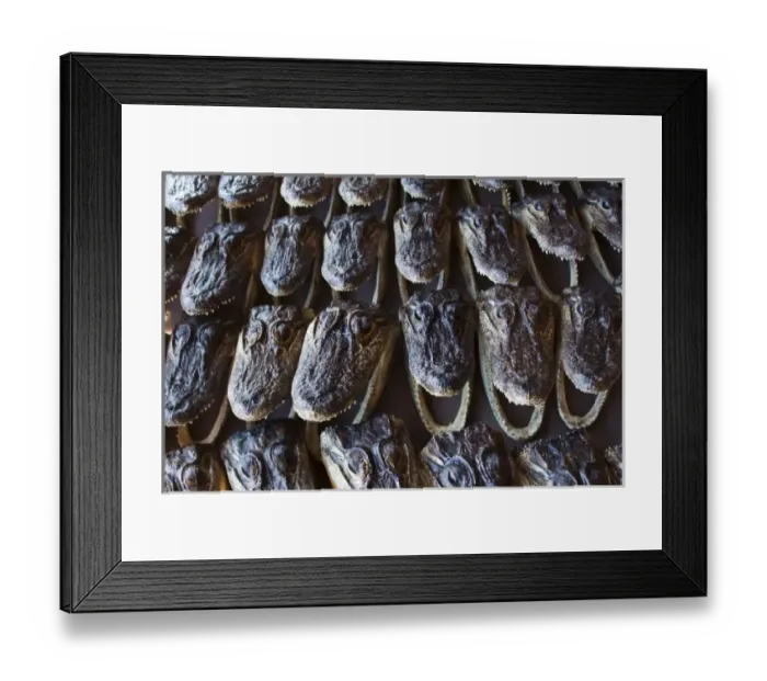 Framed Print : USA, Louisiana, New Orleans. French Quarter, French Market, Alligator heads Framed Print : USA, Louisiana, New Orleans. French Quarter, French Market, Alligator heads