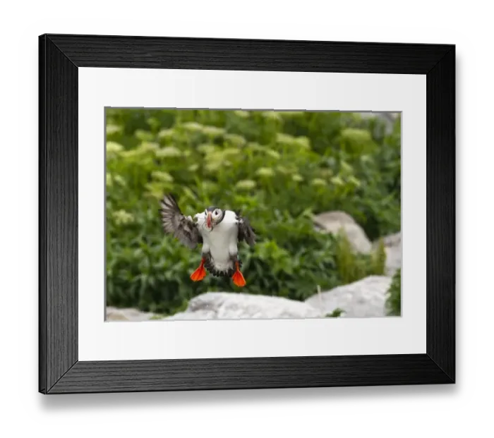 Framed Print : USA, North America, Maine