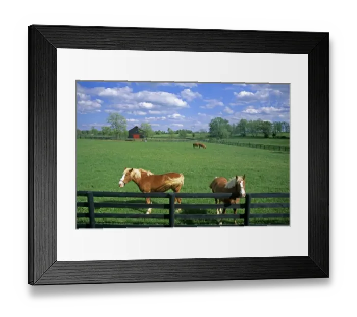 Framed Print : Work horses near Paris, Kentucky