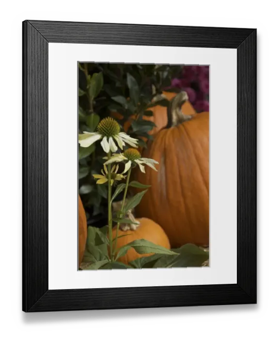 Framed Print : USA, Massachusetts, Natick, Lookout Farm Framed Print : USA, Massachusetts, Natick, Lookout Farm