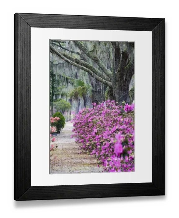 Framed Print : USA, Georgia, Savannah. Bonaventure Cemetery with Azaleas blooming in Savannah Georgia Framed Print : USA, Georgia, Savannah. Bonaventure Cemetery with Azaleas blooming in Savannah Georgia