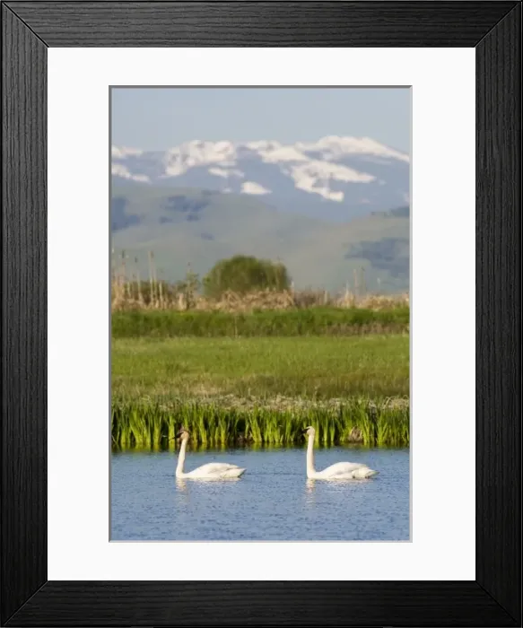 Framed Print : USA, North America, Montana