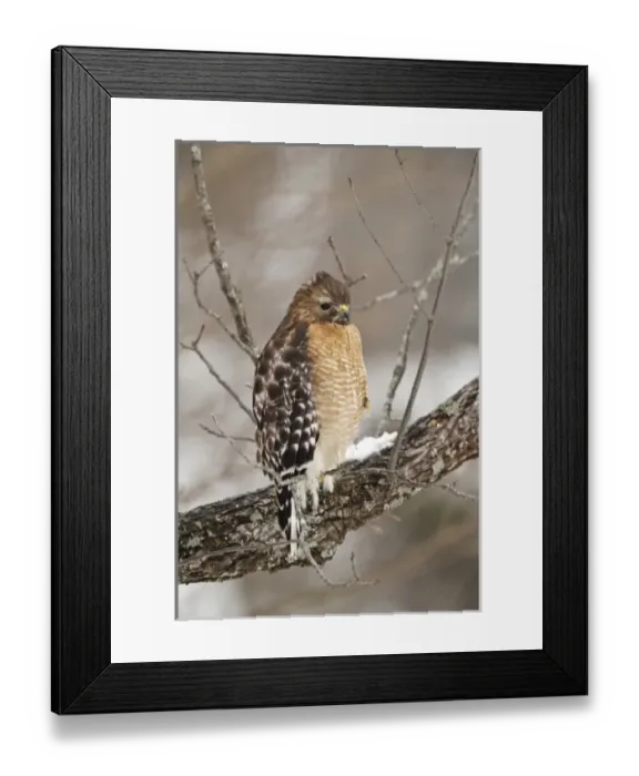 Framed Print : USA, North America, Kentucky Framed Print : USA, North America, Kentucky