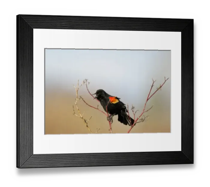 Framed Print : USA, North America, Montana