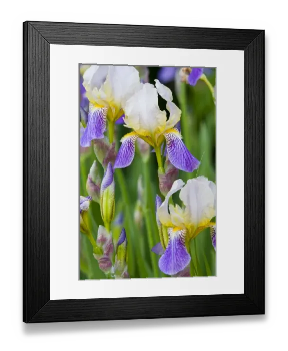 Framed Print : USA, North America, Montana Framed Print : USA, North America, Montana
