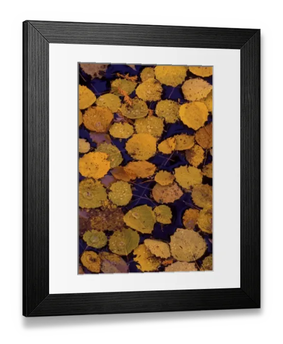 Framed Print : USA, Michigan, Largetooth aspen leaves in autumn colors floating on water Framed Print : USA, Michigan, Largetooth aspen leaves in autumn colors floating on water