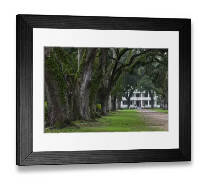 Framed Print : USA, Louisiana, St. Francisville. Rosedown Planatation, b. 1832, oak tree canopy driveway Framed Print : USA, Louisiana, St. Francisville. Rosedown Planatation, b. 1832, oak tree canopy driveway