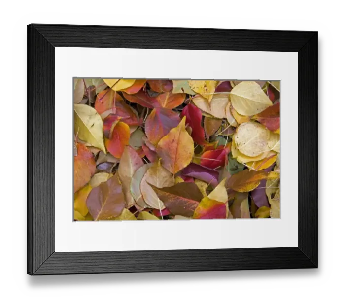 Framed Print : Colorful autumn leaves in Idaho Framed Print : Colorful autumn leaves in Idaho