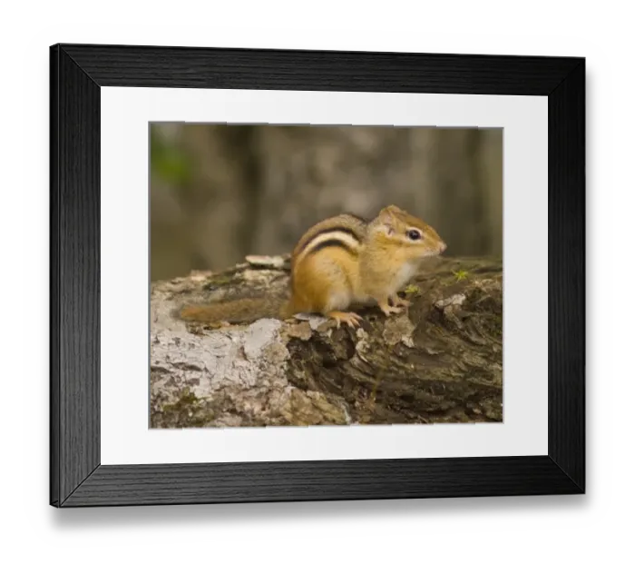 Framed Print : USA, North America, New Hampshire Framed Print : USA, North America, New Hampshire