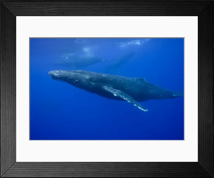 Framed Print : USA, Hawaii, Big Island, Underwater view of Humpback Whales (Megaptera novaengliae)