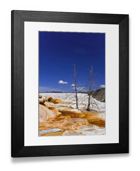 Framed Print : Two dead trees atop Canary Spring, Mammoth Hot Springs, Yellowstone National Park, Montana
