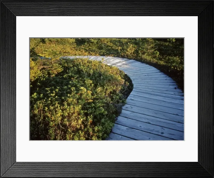 Framed Print : USA, Maine, Lubec. A walkway through West Quoddy Head Bog, in Quoddy Head State Park Framed Print : USA, Maine, Lubec. A walkway through West Quoddy Head Bog, in Quoddy Head State Park