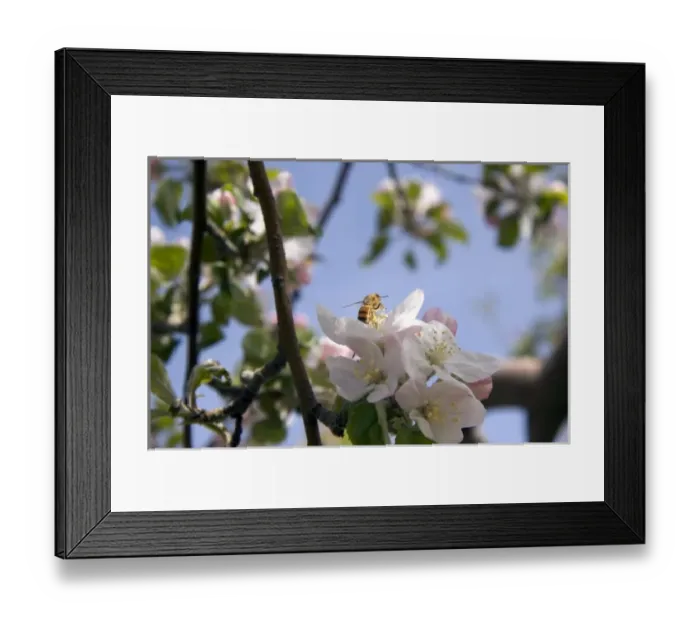 Framed Print : Honey bee on an apple blossom in Idaho