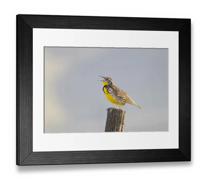 Framed Print : Montanas state bird the meadowlark sings on a fence post near Moiese Montana Framed Print : Montanas state bird the meadowlark sings on a fence post near Moiese Montana
