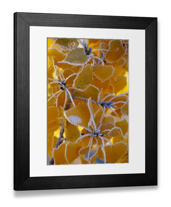 Framed Print : Frost on cottonwood leaves in autumn near Cascade, Montana, USA