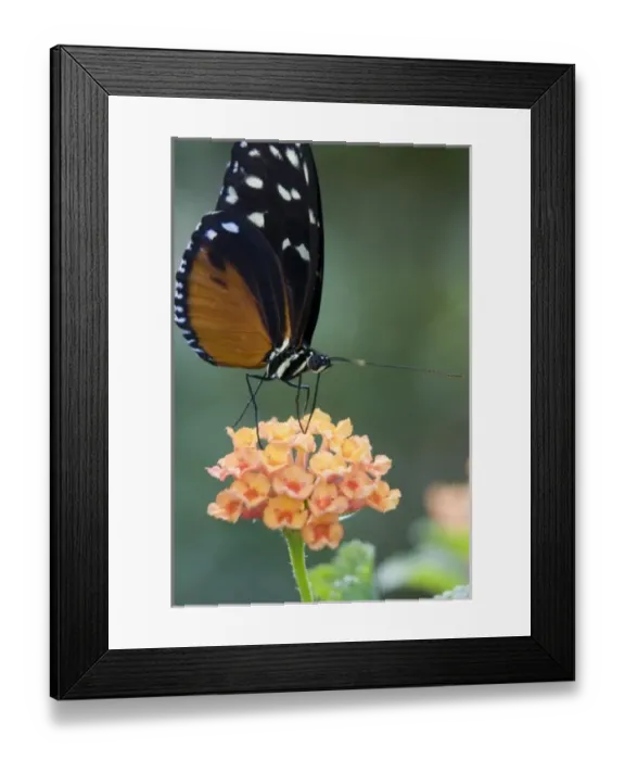 Framed Print : USA, North America, Georgia