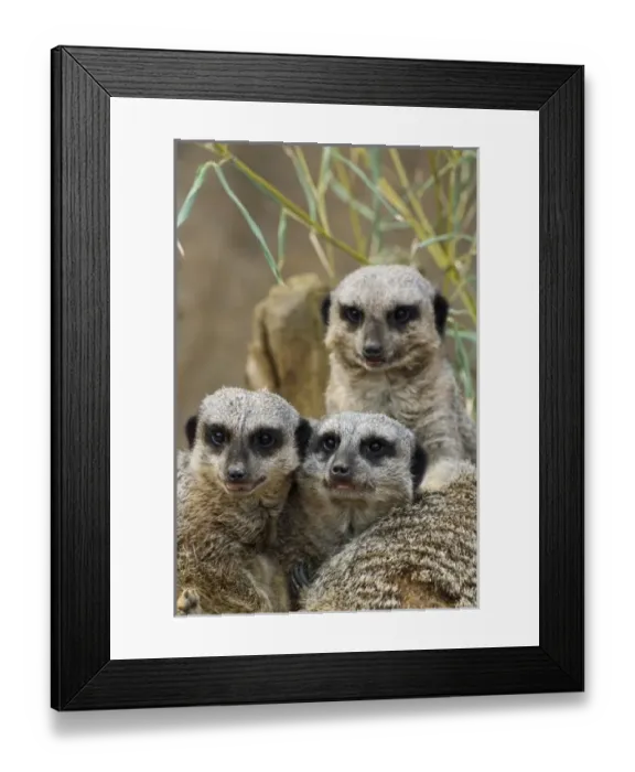 Framed Print : Group of Meerkats, Suricata suricatta, Louisville Zoo, Louisville, Kentucky Framed Print : Group of Meerkats, Suricata suricatta, Louisville Zoo, Louisville, Kentucky