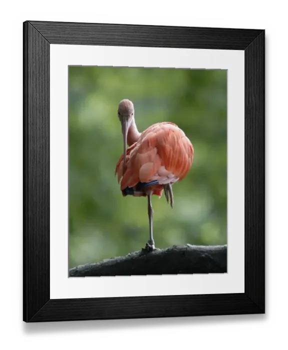 Framed Print : Omahas Henry Doorly Zoo. Scarlet Ibis Framed Print : Omahas Henry Doorly Zoo. Scarlet Ibis
