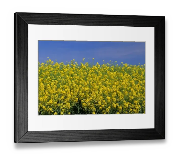 Framed Print : Crop of rapeseed / canola in Grangeville, Idaho Framed Print : Crop of rapeseed / canola in Grangeville, Idaho