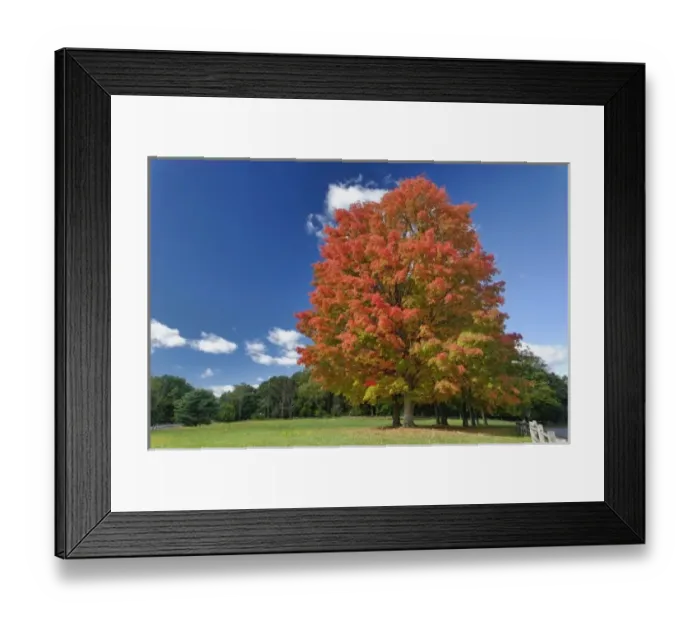Framed Print : Red Maple tree in autumn colors, near Concord, Massachusetts