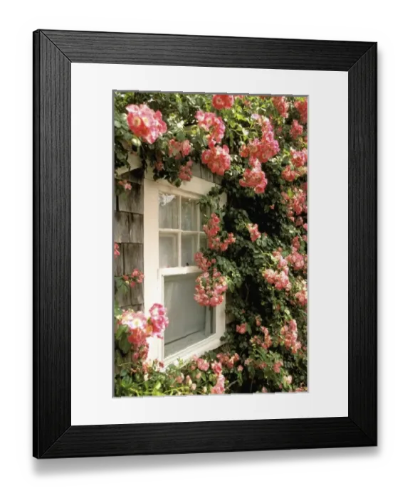 Framed Print : North America, USA, Massachusetts, Nantucket Island, Siasconset. Summer roses and cottage Framed Print : North America, USA, Massachusetts, Nantucket Island, Siasconset. Summer roses and cottage