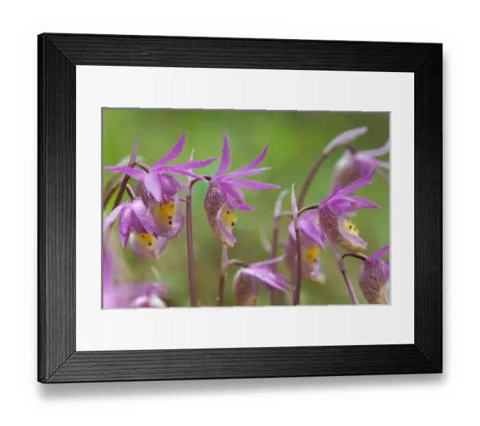 Framed Print : USA, North America, Montana Framed Print : USA, North America, Montana