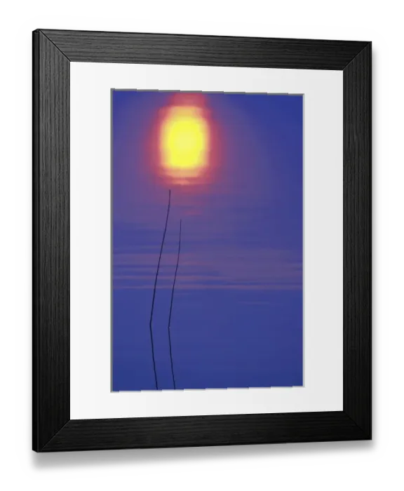 Framed Print : USA, Michigan, Two rushes and sunset reflection in lake Framed Print : USA, Michigan, Two rushes and sunset reflection in lake
