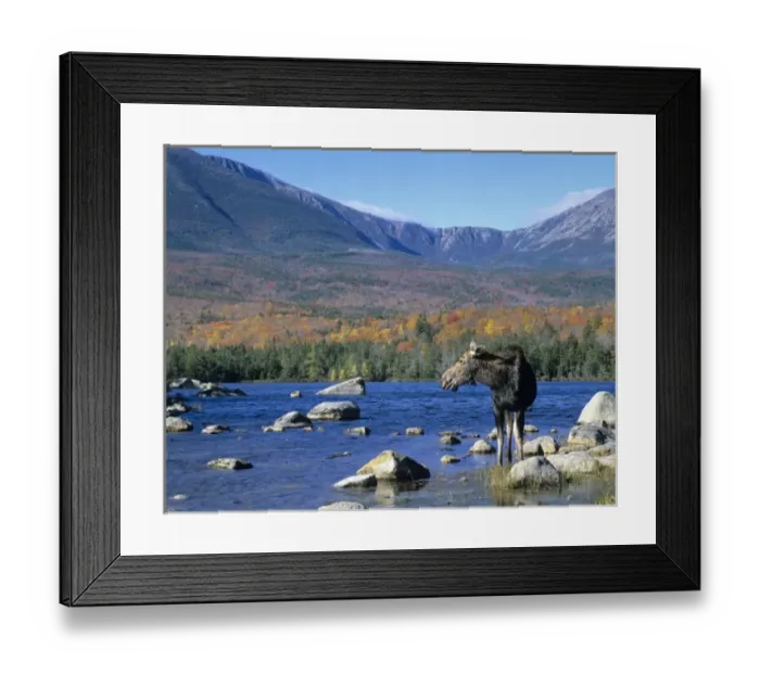 Framed Print : Cow moose (Alces alces) wading in the lake with Mt. Katahdin in the background. Baxter State Park