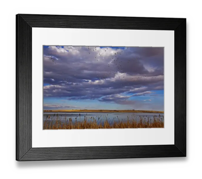 Framed Print : Snow geese during spring migration at Freezeout Lake WMA near Choteau, Montana, USA Framed Print : Snow geese during spring migration at Freezeout Lake WMA near Choteau, Montana, USA