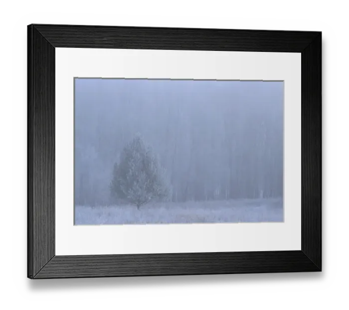 Framed Print : USA, Michigan. White pine tree in frosty, foggy meadow