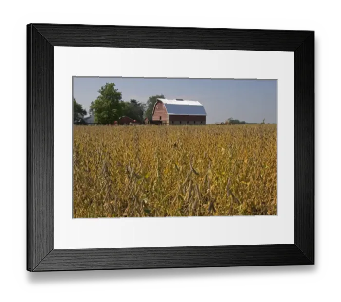 Framed Print : Red barn and soy bean crop in Ladd, Illinois Framed Print : Red barn and soy bean crop in Ladd, Illinois