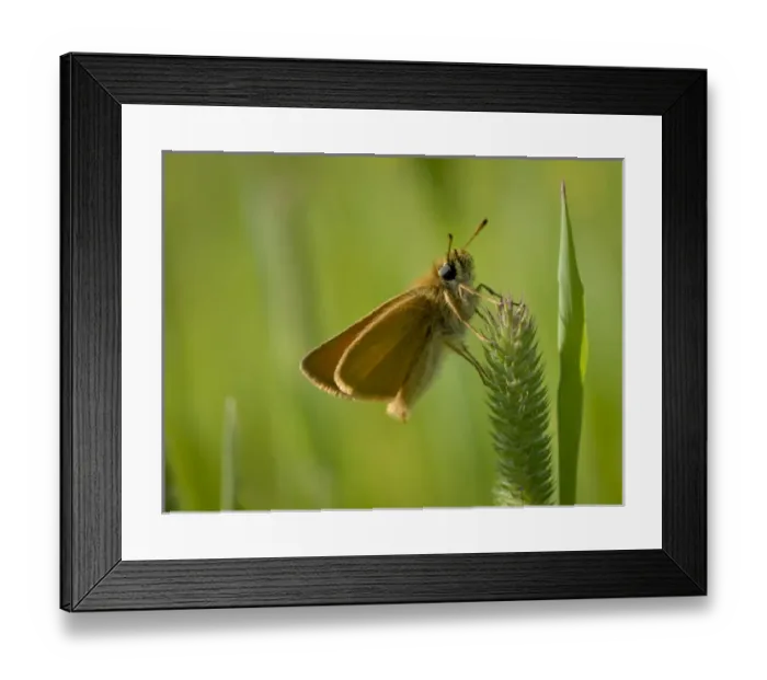 Framed Print : USA, North America, Minnesota Framed Print : USA, North America, Minnesota
