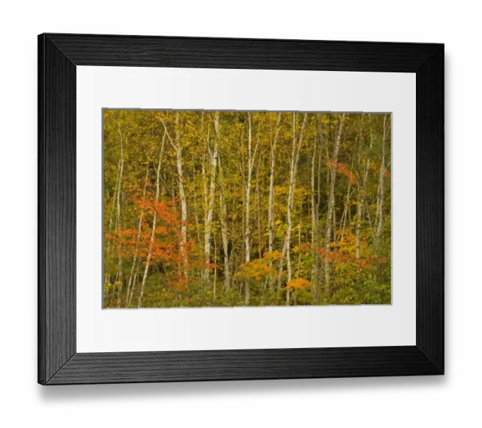 Framed Print : USA, New Hampshire, Harts Location, White Mountain National Forest, stand of birch Framed Print : USA, New Hampshire, Harts Location, White Mountain National Forest, stand of birch