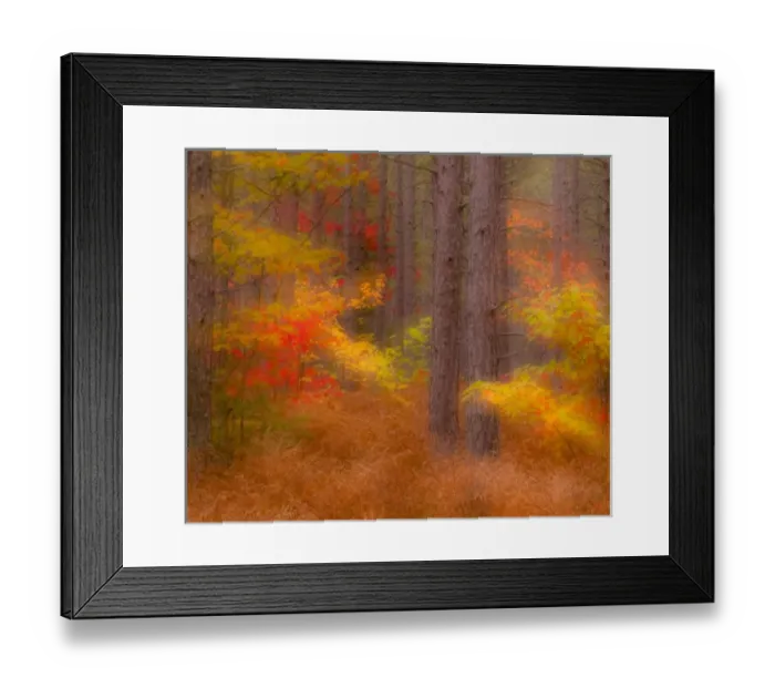 Framed Print : USA, Michigan, Upper Peninsula. Soft focus of a forest in autumn color Framed Print : USA, Michigan, Upper Peninsula. Soft focus of a forest in autumn color