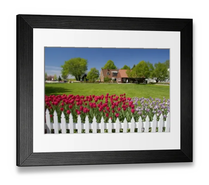 Framed Print : Windmill Island park with tulips in bloom at Holland, Michigan Framed Print : Windmill Island park with tulips in bloom at Holland, Michigan