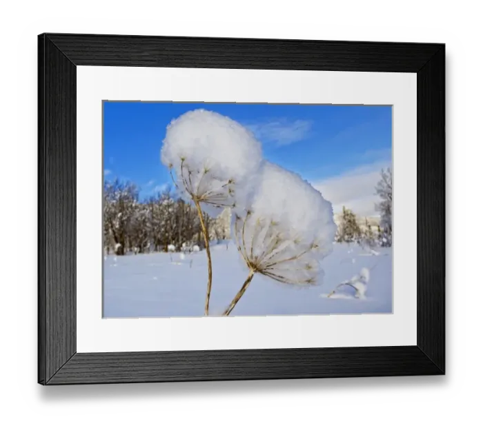 Framed Print : Bear grass stalks covered in fresh snowfall at Marias Pass in Glacier National Park