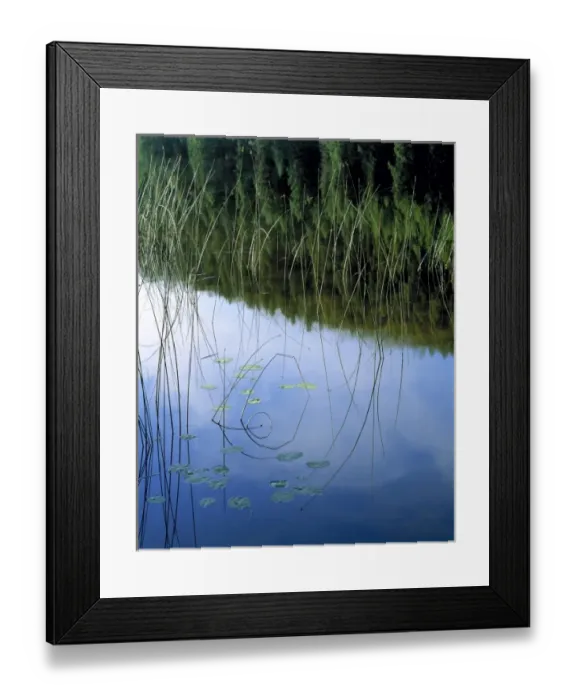 Framed Print : USA, Montana, Kalispell. Reeds reflect in a still pond near Kalispell area, Montana Framed Print : USA, Montana, Kalispell. Reeds reflect in a still pond near Kalispell area, Montana