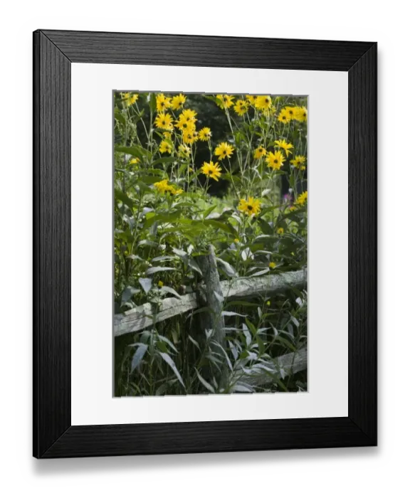 Framed Print : USA, North America, Massachusetts Framed Print : USA, North America, Massachusetts