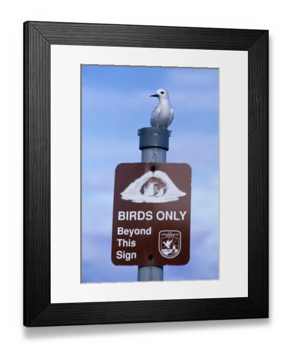 Framed Print : White Tern, Fairy Tern, (Gygis alba) USA, NW Hawaiian Islands, Midway Atoll, White Framed Print : White Tern, Fairy Tern, (Gygis alba) USA, NW Hawaiian Islands, Midway Atoll, White