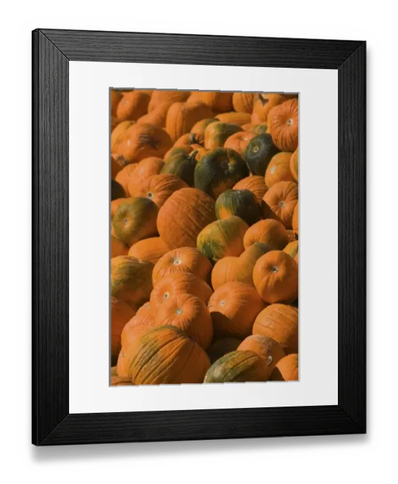 Framed Print : USA, Massachusetts, Central, CONCORD: Pumpkins / Autumn Framed Print : USA, Massachusetts, Central, CONCORD: Pumpkins / Autumn