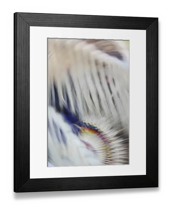 Framed Print : Abstract motion view of colorfully dressed Native American Indian dance, Montana Framed Print : Abstract motion view of colorfully dressed Native American Indian dance, Montana