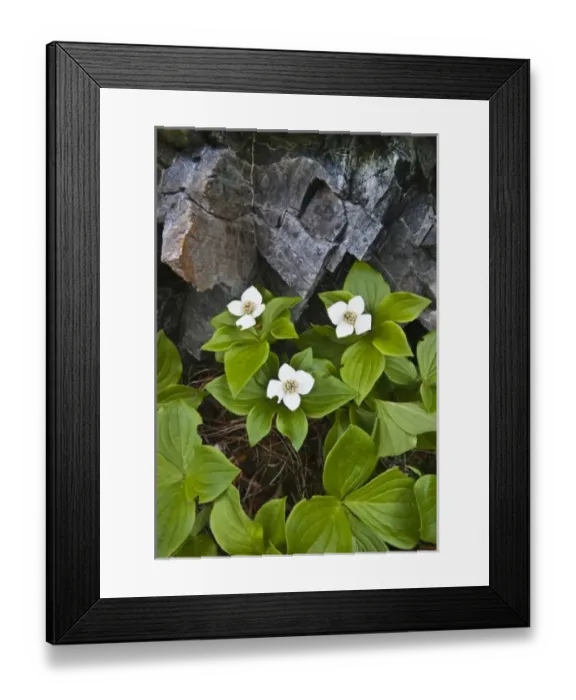 Framed Print : USA, Maine, Acadia National Park. Close-up of bunchberry or dwarf cornel plant and rocks Framed Print : USA, Maine, Acadia National Park. Close-up of bunchberry or dwarf cornel plant and rocks