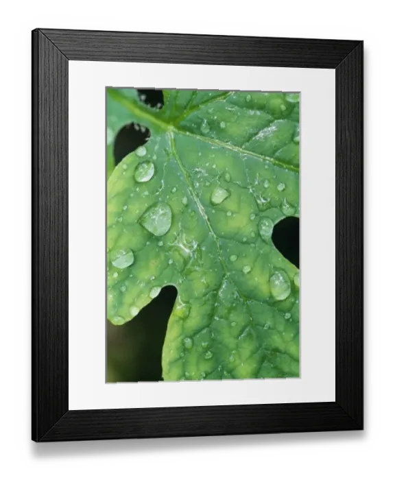 Framed Print : Water drops, Green River Ferry Road, Mammoth Cave National Park, Kentucky, KY, USA Framed Print : Water drops, Green River Ferry Road, Mammoth Cave National Park, Kentucky, KY, USA
