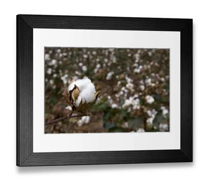 Framed Print : Cotton growing at New Madrid, Missouri Framed Print : Cotton growing at New Madrid, Missouri