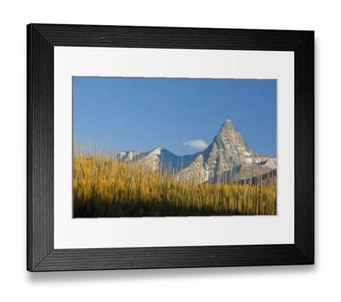 Framed Print : Autumn larch trees frame Mount St Nicholas in Glacier National Park in Montana Framed Print : Autumn larch trees frame Mount St Nicholas in Glacier National Park in Montana