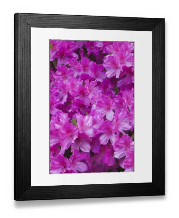 Framed Print : USA, North America, Georgia, Savannah. Azaleas bloomimg in the spring