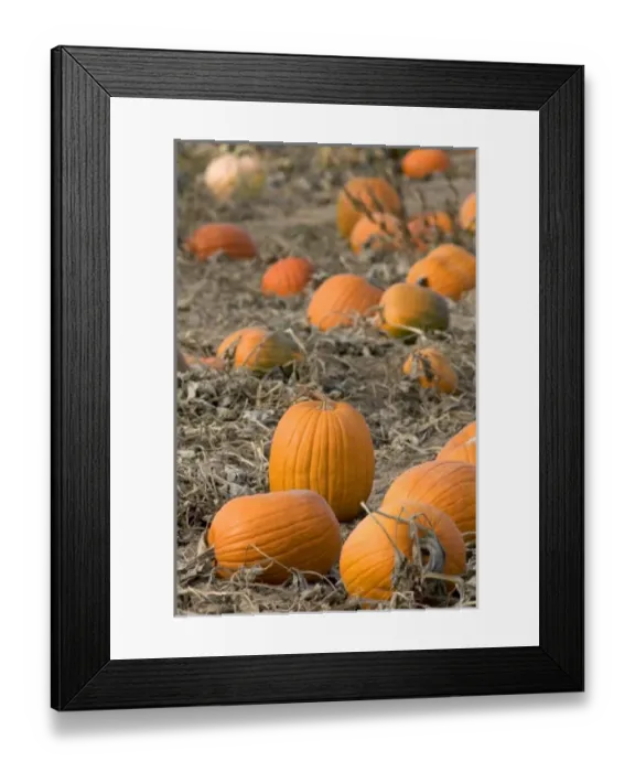 Framed Print : USA, North America, Idaho Framed Print : USA, North America, Idaho